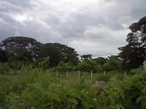 The jungle across the street from my hotel